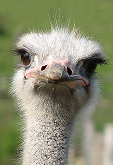 ostrichhead6